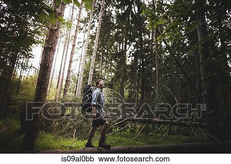 Mature man hiking in forest View Large Photo Image Stock Image - Mature man hiking in forest. Fotosearch