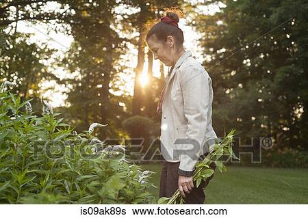 Mature woman tending garden plants View Large Photo Image Stock Photograph - Mature woman tending garden plants. Fotosearch