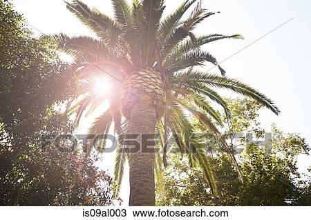 Stock Image - Palm tree in sunlight. Fotosearch