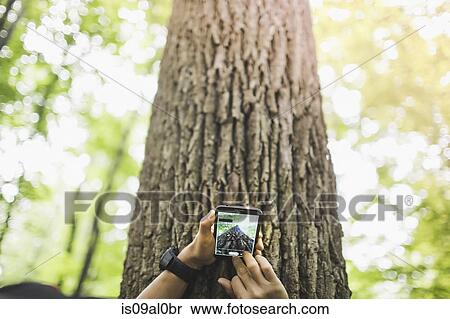 Stock Photography - Person taking photo of tree trunk with camera phone. Fotosearch