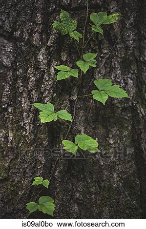 Poison ivy vine growing on tree trunk View Large Photo Image Picture - Poison ivy vine growing on tree trunk. Fotosearch