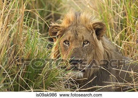 Stock Photograph - Portrait of male lion (panthera leo) watching from the long grass, Mana Pools National Park, Zimbabwe. Fotosearch