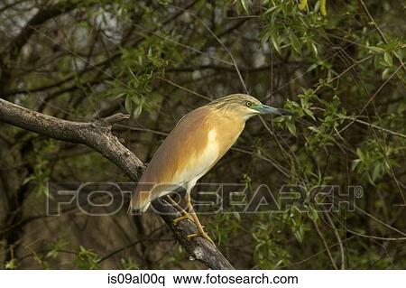 Stock Photography - Squacco heron (Ardeola ralloides) in summer plumage with colouration on beak indicating breeding stage. Fotosearch