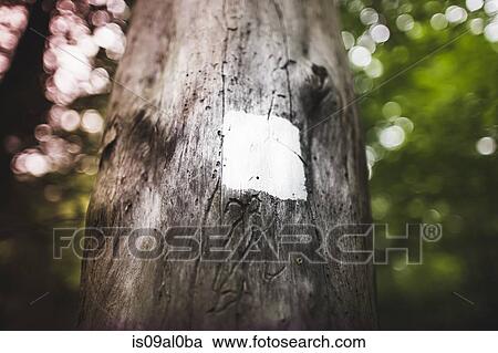Trail marker on tree trunk View Large Photo Image Stock Image - Trail marker on tree trunk. Fotosearch
