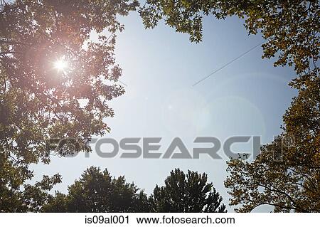Trees against clear sky, low angle View Large Photo Image Stock Image - Trees against clear sky, low angle. Fotosearch