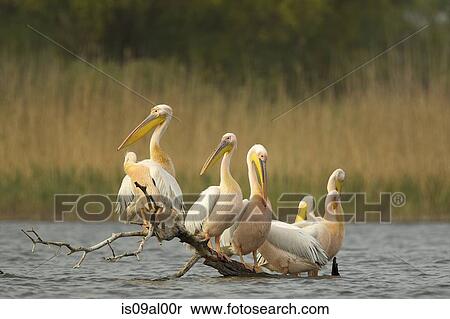 White pelicans (Pelecanus onocrotalus) on log in water View Large Photo Image Stock Photography - White pelicans (Pelecanus onocrotalus) on log in water. Fotosearch