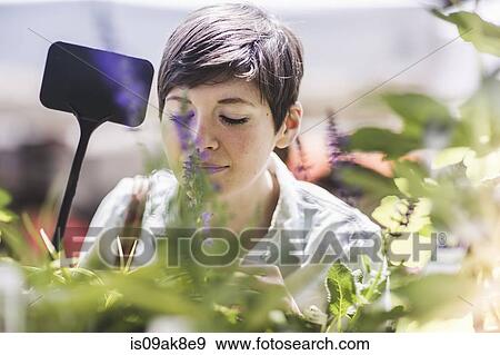 Woman shopping at plant market View Large Photo Image Stock Photo - Woman shopping at plant market. Fotosearch