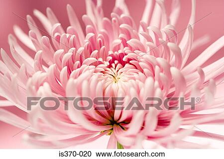 Chrysanthemum View Large Photo Image Stock Image - Chrysanthemum. Fotosearch