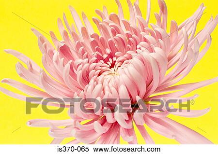 Chrysanthemum View Large Photo Image Stock Photography - Chrysanthemum. Fotosearch