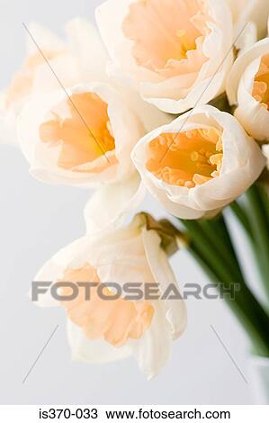 Daffodils View Large Photo Image Stock Image - Daffodils. Fotosearch