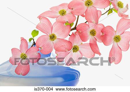 Dogwood blossom View Large Photo Image Picture - Dogwood blossom. Fotosearch