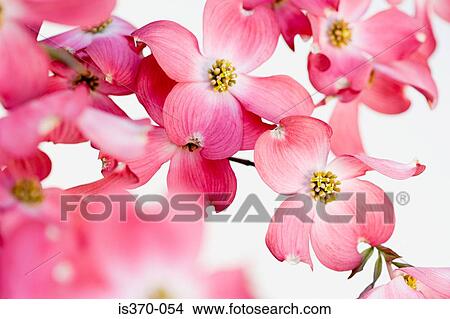 Dogwood blossom View Large Photo Image Picture - Dogwood blossom. Fotosearch