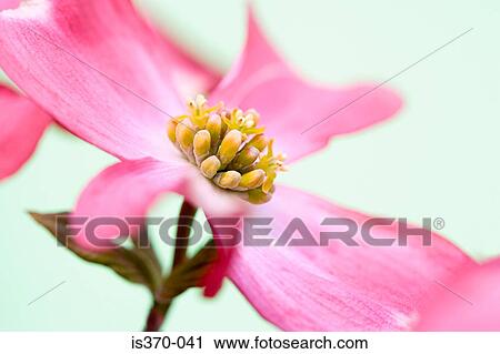 Dogwood blossom View Large Photo Image Stock Image - Dogwood blossom. Fotosearch