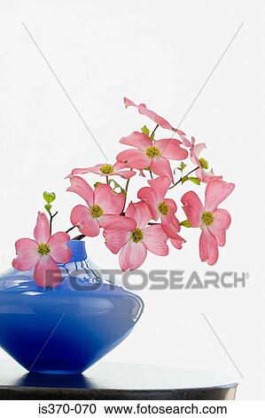 Dogwood blossom View Large Photo Image Stock Image - Dogwood blossom. Fotosearch