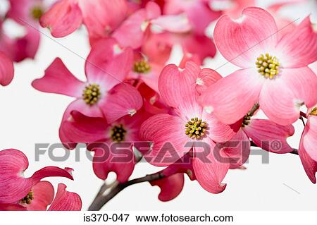 Dogwood blossom View Large Photo Image Stock Photo - Dogwood blossom. Fotosearch