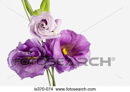 Eustoma View Large Photo Image Picture - Eustoma. Fotosearch
