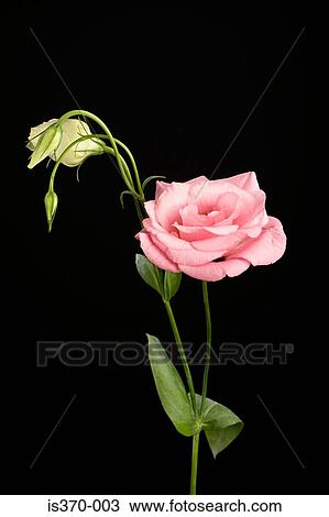 Eustoma View Large Photo Image Stock Image - Eustoma. Fotosearch