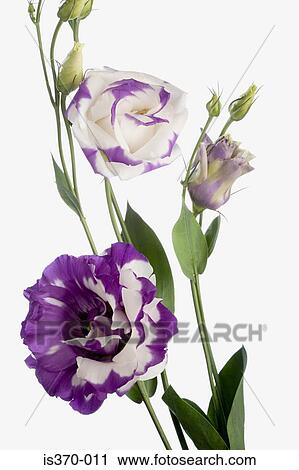 Eustoma View Large Photo Image Stock Image - Eustoma. Fotosearch