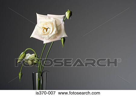 Eustoma View Large Photo Image Stock Photo - Eustoma. Fotosearch