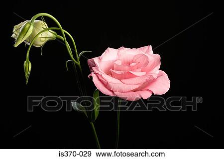 Eustoma View Large Photo Image Stock Photo - Eustoma. Fotosearch