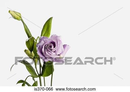 Eustoma View Large Photo Image Stock Photograph - Eustoma. Fotosearch