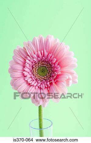 Gerbera View Large Photo Image Picture - Gerbera. Fotosearch