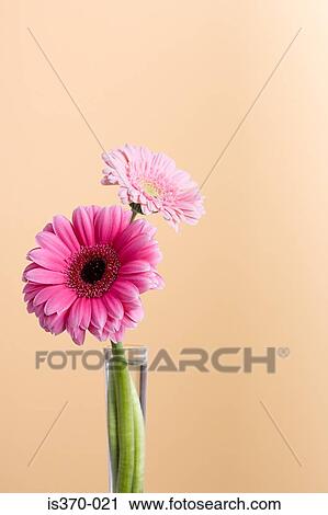 Gerbera View Large Photo Image Stock Image - Gerbera. Fotosearch