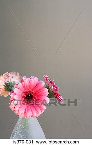 Stock Image - Gerbera. Fotosearch