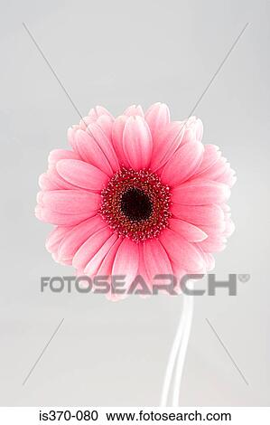 Gerbera View Large Photo Image Stock Image - Gerbera. Fotosearch