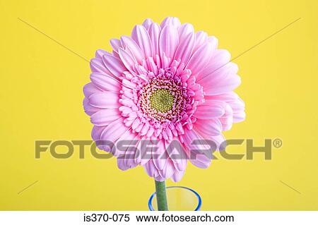Gerbera View Large Photo Image Stock Photography - Gerbera. Fotosearch