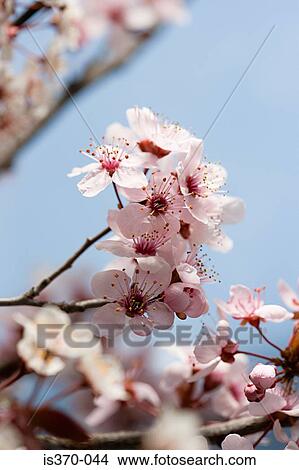 Hawthorn blossom View Large Photo Image Picture - Hawthorn blossom. Fotosearch