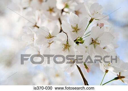 Hawthorn blossom View Large Photo Image Stock Image - Hawthorn blossom. Fotosearch
