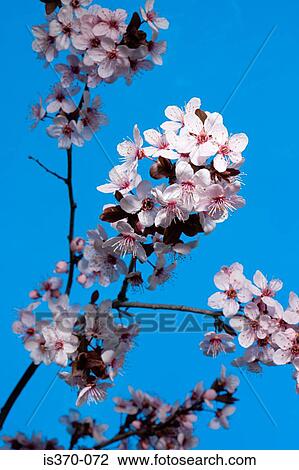 Hawthorn blossom View Large Photo Image Stock Image - Hawthorn blossom. Fotosearch