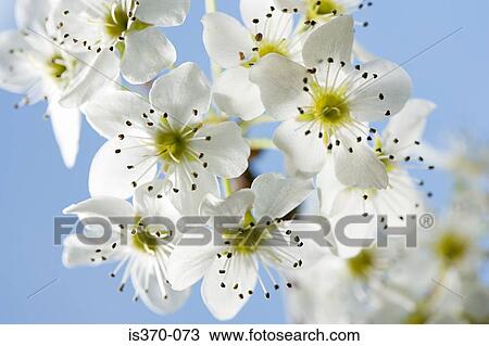 Hawthorn blossom View Large Photo Image Stock Image - Hawthorn blossom. Fotosearch