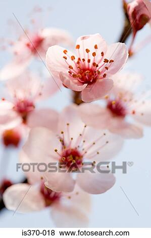 Hawthorn blossom View Large Photo Image Stock Photo - Hawthorn blossom. Fotosearch