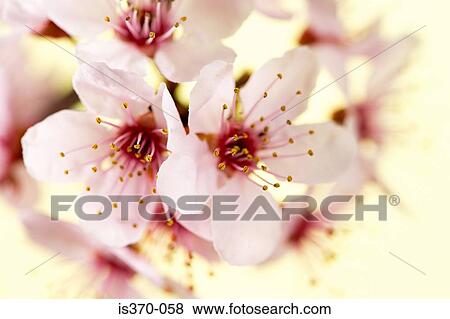 Hawthorn blossom View Large Photo Image Stock Photo - Hawthorn blossom. Fotosearch