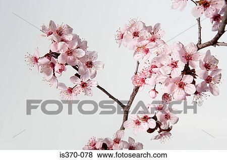 Hawthorn blossom View Large Photo Image Stock Photo - Hawthorn blossom. Fotosearch