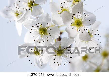Hawthorn blossom View Large Photo Image Stock Photograph - Hawthorn blossom. Fotosearch