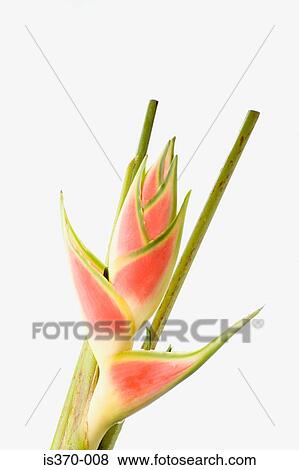 Stock Photo - Heliconia. Fotosearch