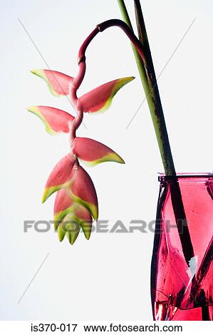 Heliconia View Large Photo Image Stock Photo - Heliconia. Fotosearch