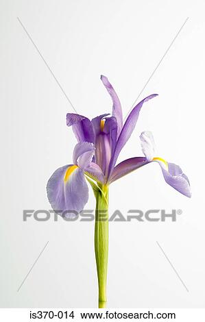 Iris View Large Photo Image Picture - Iris. Fotosearch