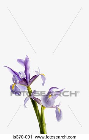 Stock Image - Iris. Fotosearch