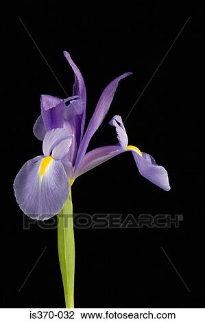 Iris View Large Photo Image Stock Image - Iris. Fotosearch