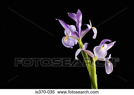 Iris View Large Photo Image Stock Photography - Iris. Fotosearch