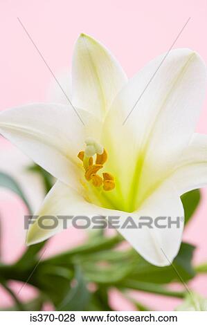 Stock Photo - Lily. Fotosearch