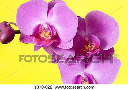Orchids View Large Photo Image Stock Image - Orchids. Fotosearch
