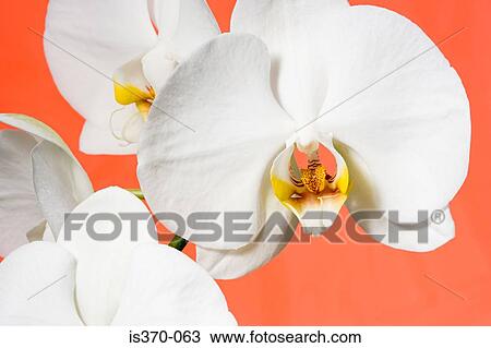 Orchids View Large Photo Image Stock Image - Orchids. Fotosearch