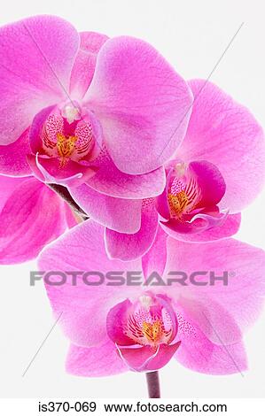 Orchids View Large Photo Image Stock Photo - Orchids. Fotosearch