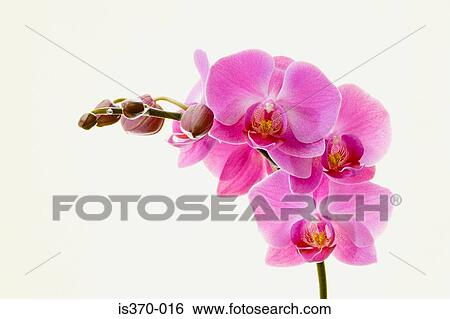 Orchids View Large Photo Image Stock Photograph - Orchids. Fotosearch