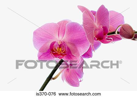 Orchids View Large Photo Image Stock Photograph - Orchids. Fotosearch